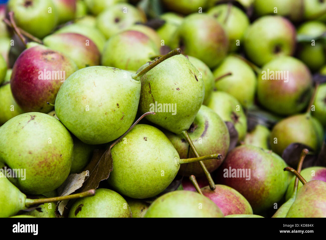 Pile of freshly picked pears at farmers market Stock Photo
