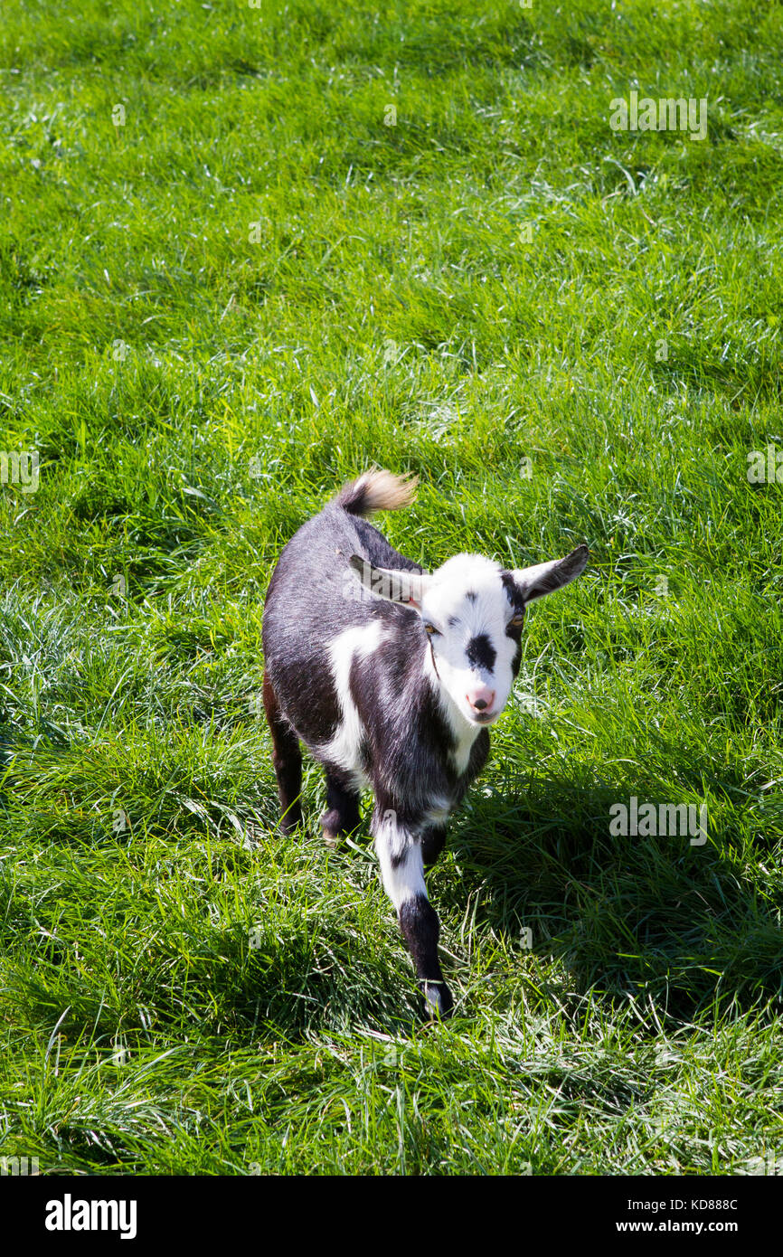 Baby goat walking through green grass in meadow Stock Photo