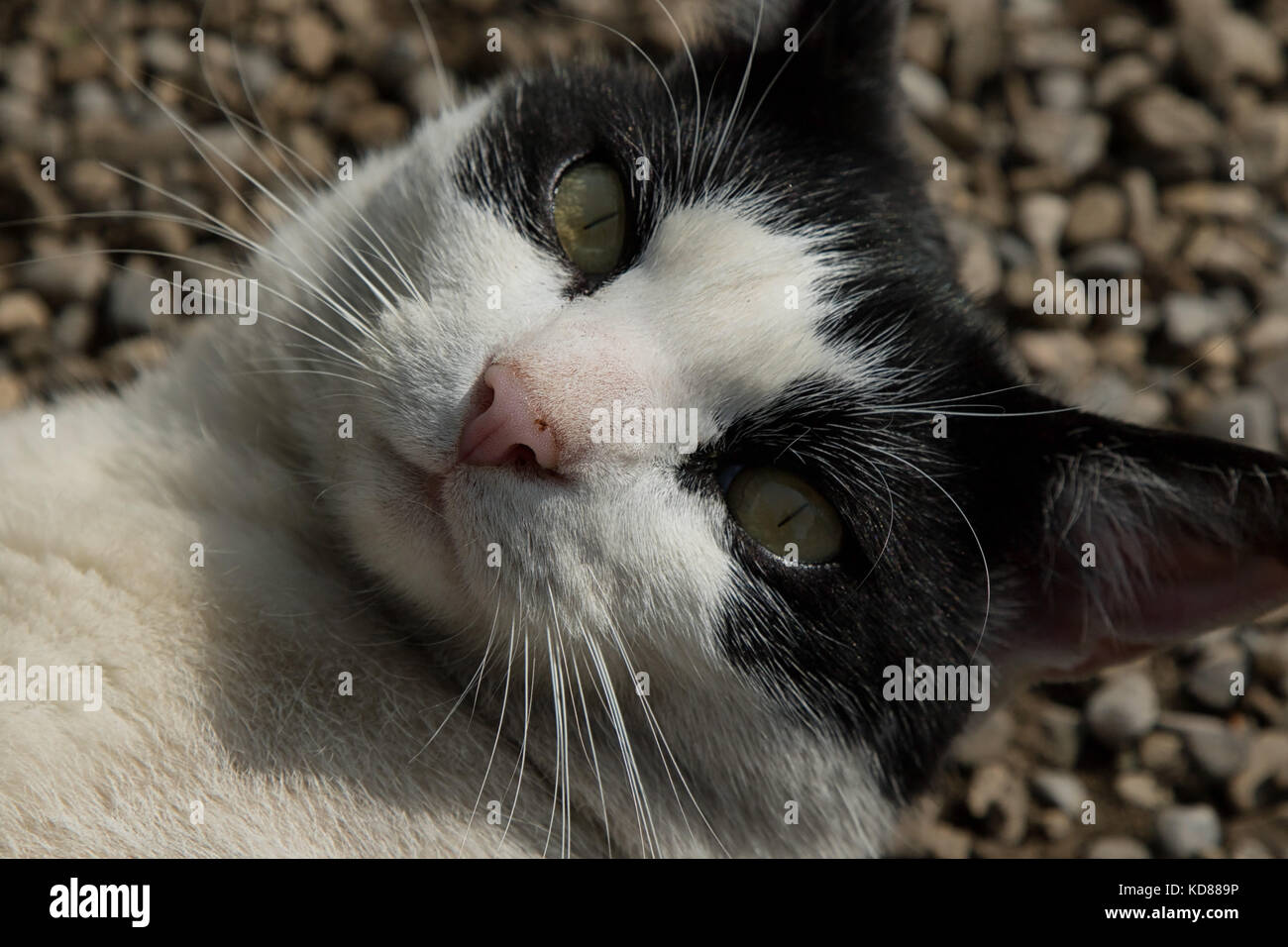 Black and white Cat looking at the camera Stock Photo - Alamy