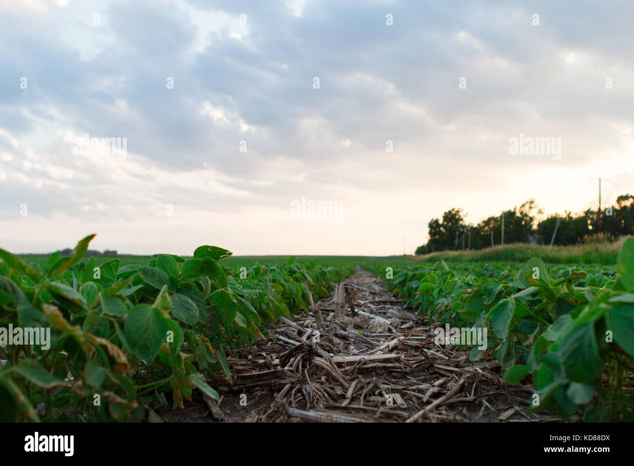 Soybean field at sunset in summer Stock Photo