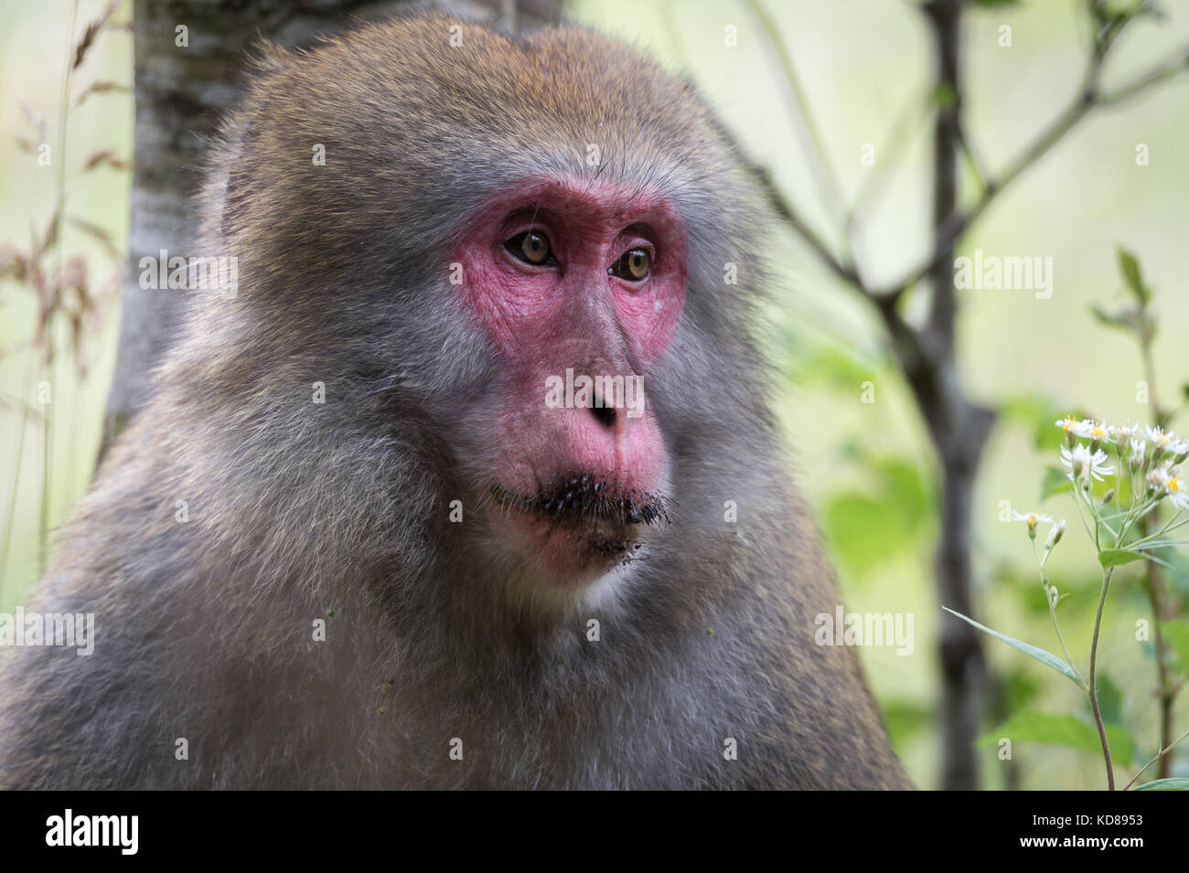 Japanese monkey, in Kamikochi, Northern Japan Alps, Nagano Prefecture ...