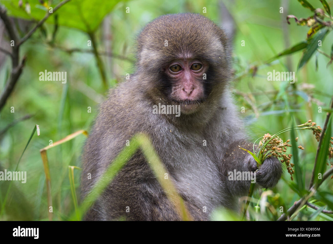 Japanese monkey, in Kamikochi, Northern Japan Alps, Nagano Prefecture ...
