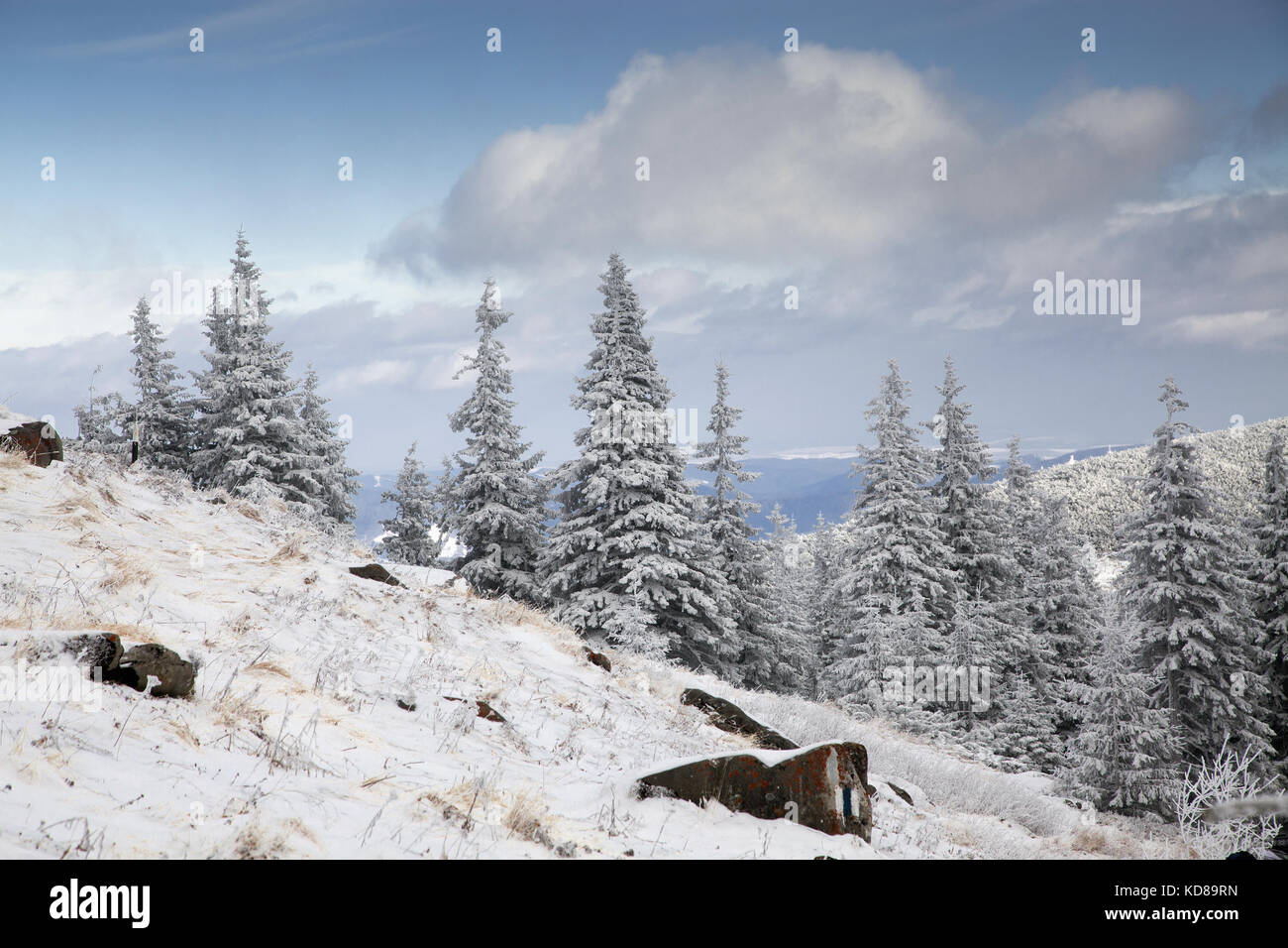 winter landscape with snowy fir trees in the mountains Stock Photo - Alamy