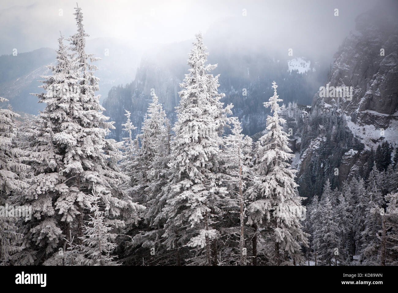 winter landscape with snowy fir trees in the mountains Stock Photo - Alamy