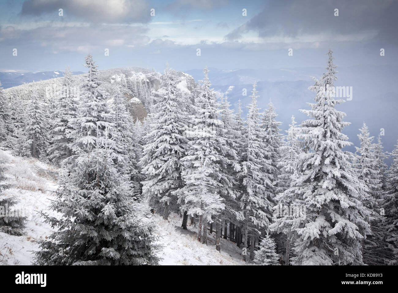 winter landscape with snowy fir trees in the mountains Stock Photo - Alamy