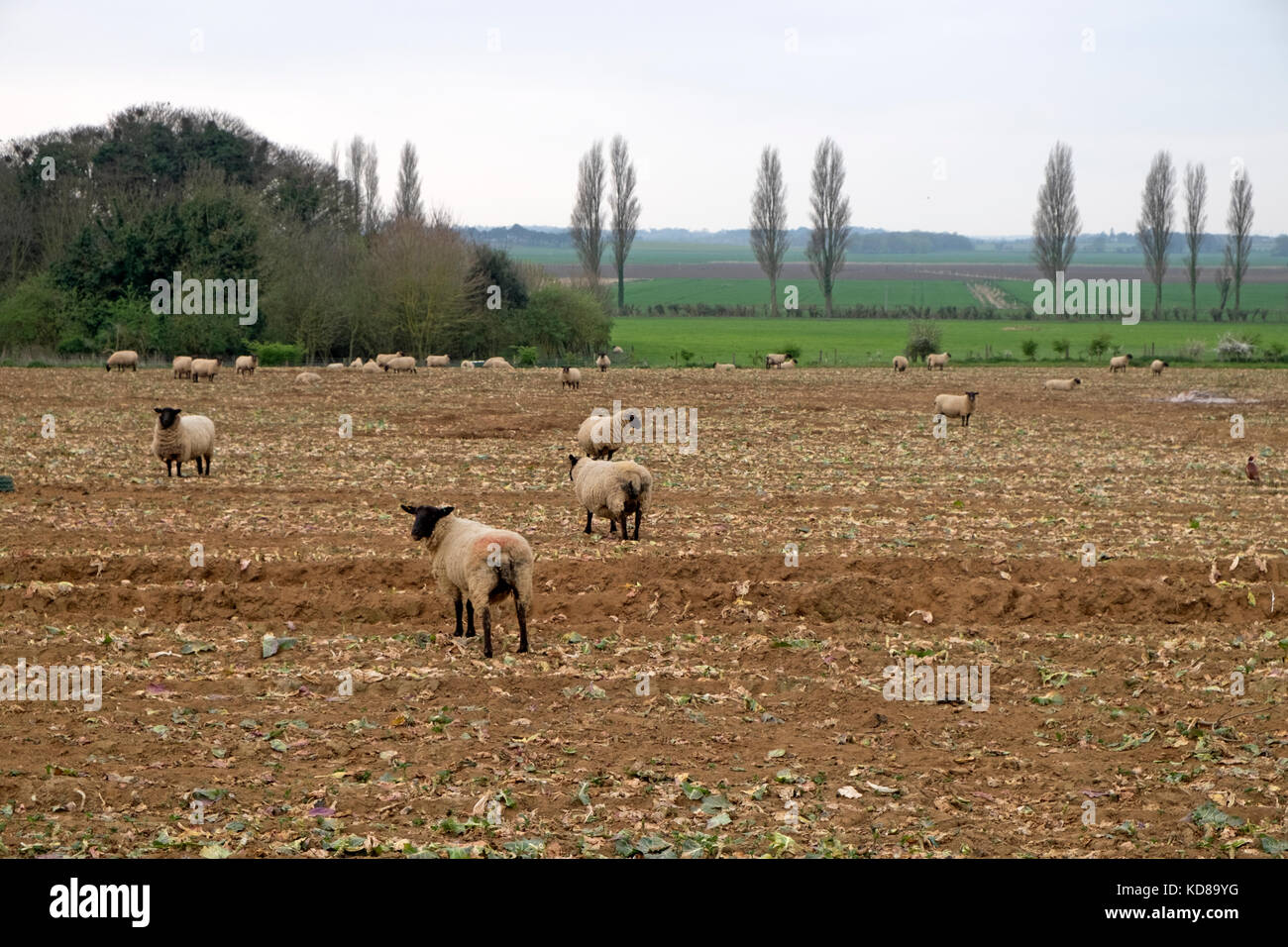 Sheep grazing on harvested cabbage crop Stock Photo