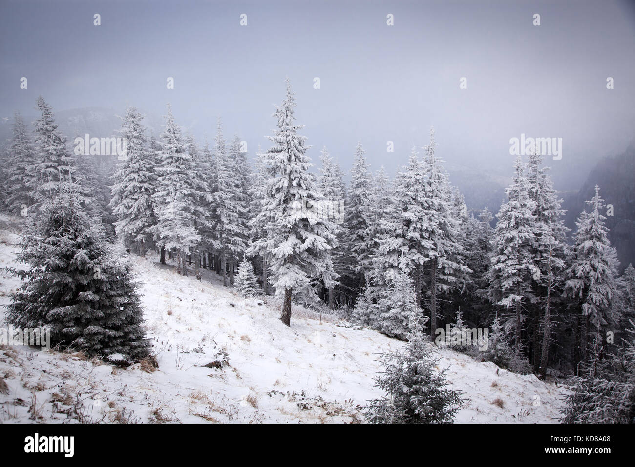 winter landscape with snowy fir trees in the mountains Stock Photo - Alamy