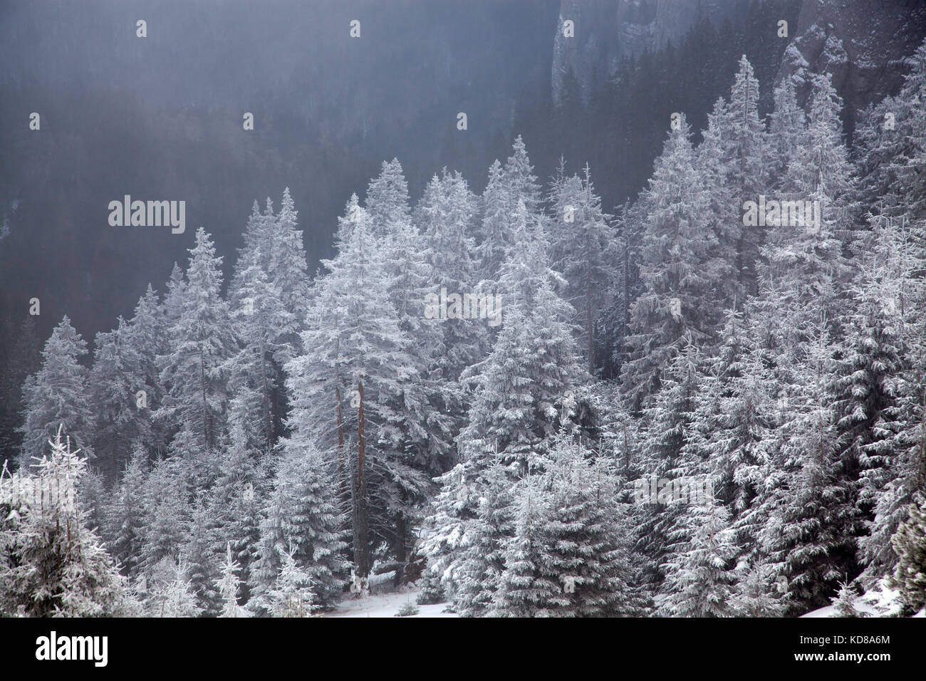 winter landscape with snowy fir trees in the mountains Stock Photo - Alamy