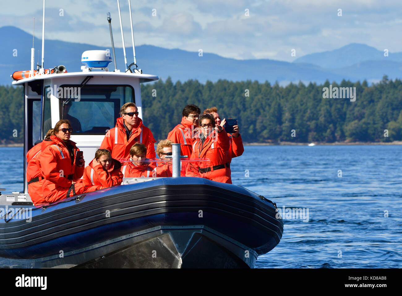 A whale watching tour boat speeding to where a pod of wild Orcas were spotted. Stock Photo