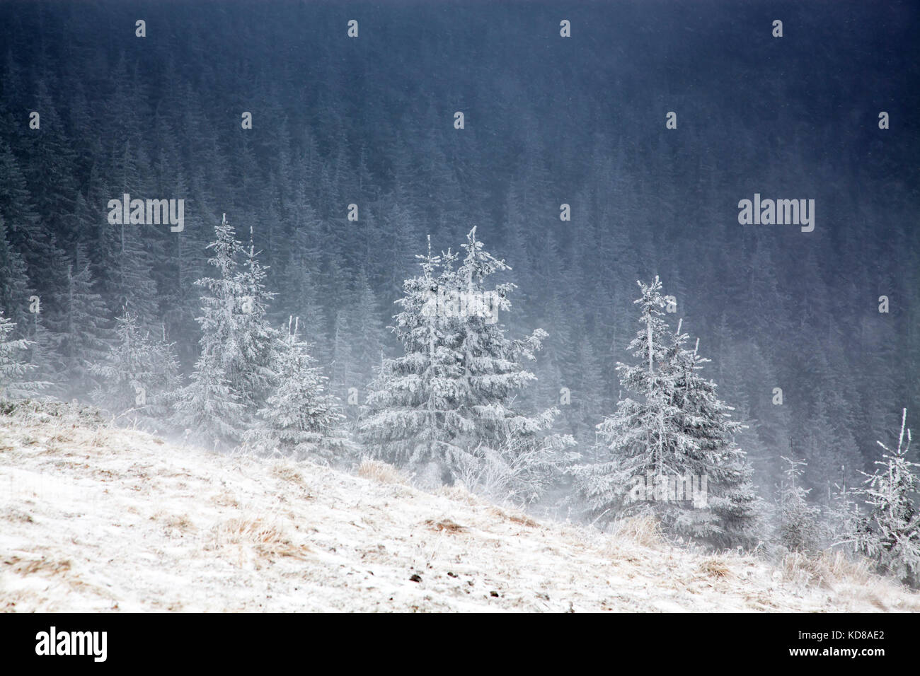 winter landscape with snowy fir trees in the mountains Stock Photo - Alamy