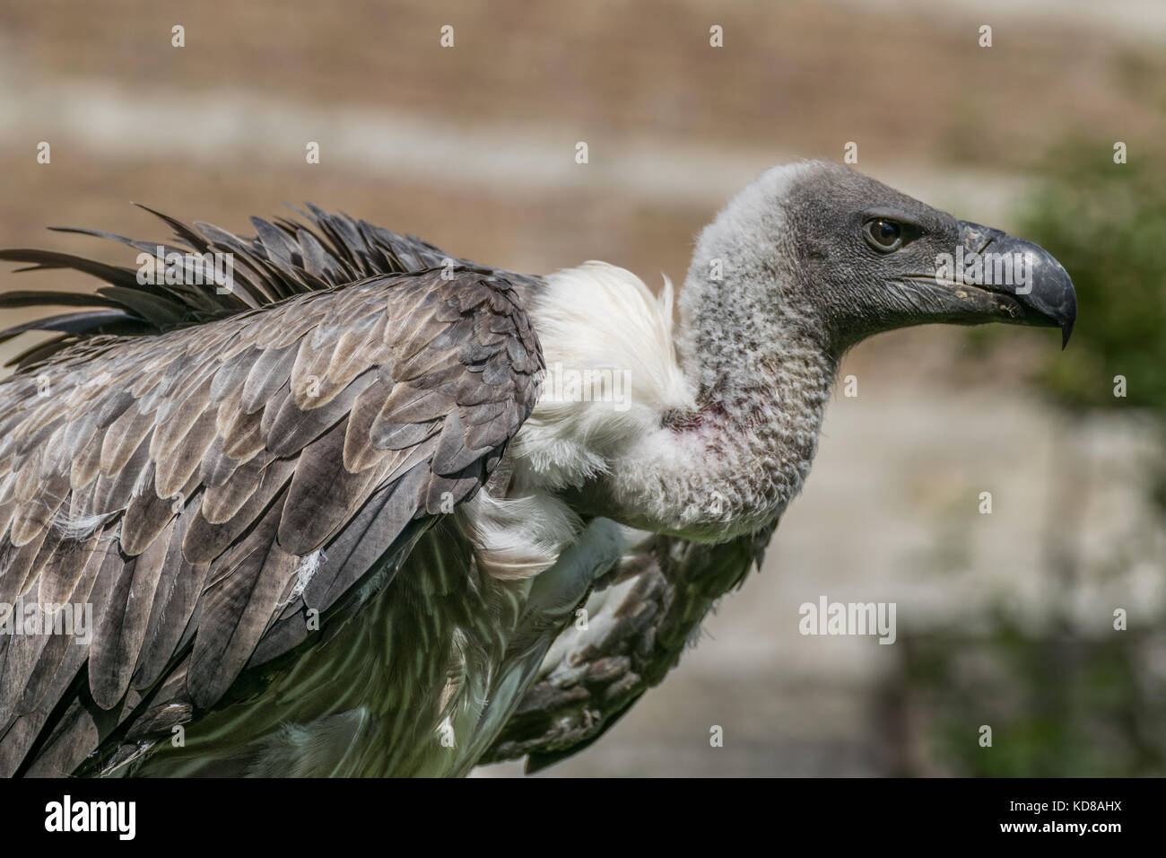 Vulture bird of prey close-up Stock Photo - Alamy