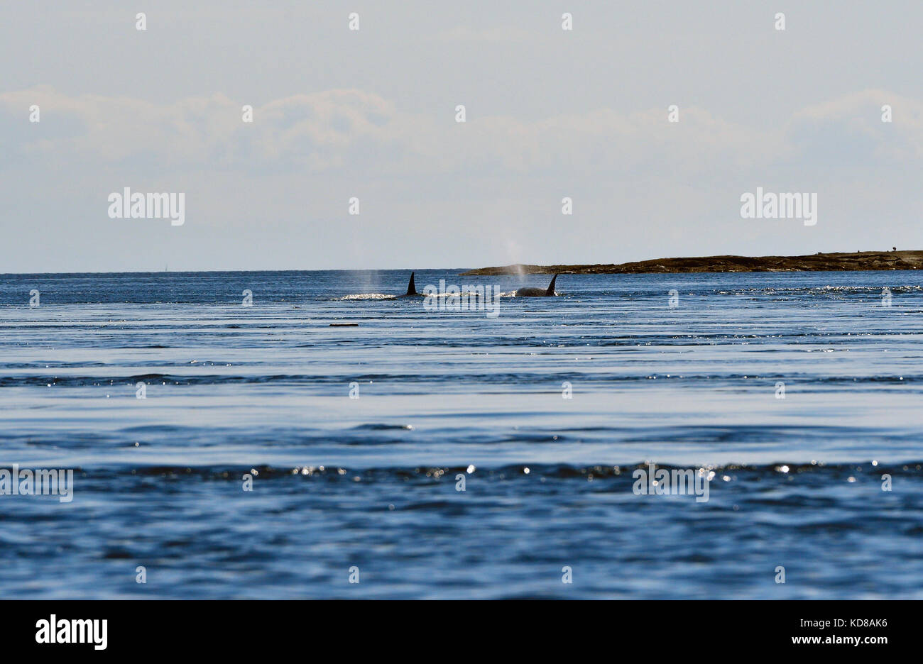 Two killer whales swimming out into open water east of Vancouver Island B.C. Stock Photo