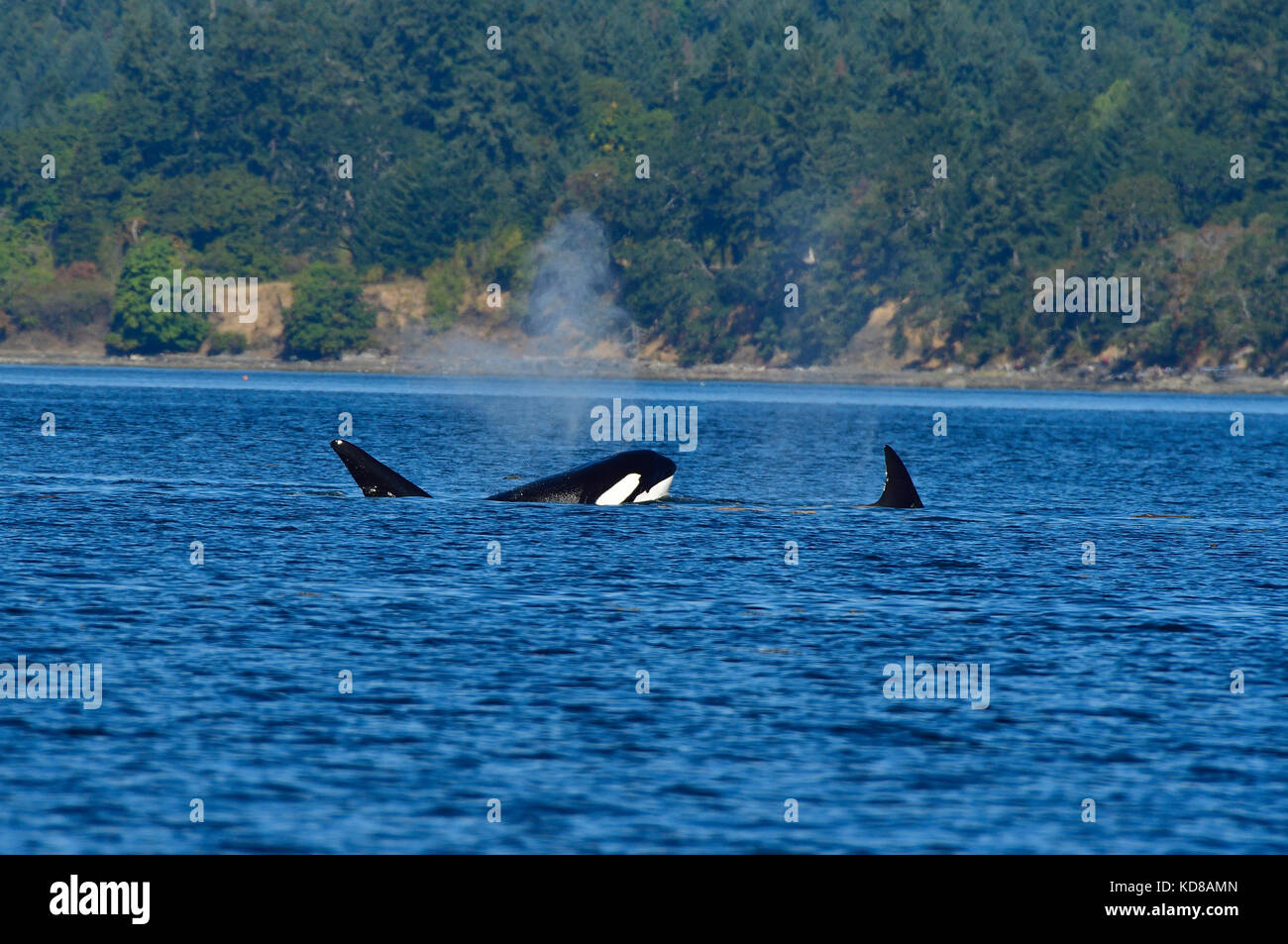 A pod of orcas (Orcinus orca) swimming in the coastal water near Vancouver Island B.C. Stock Photo