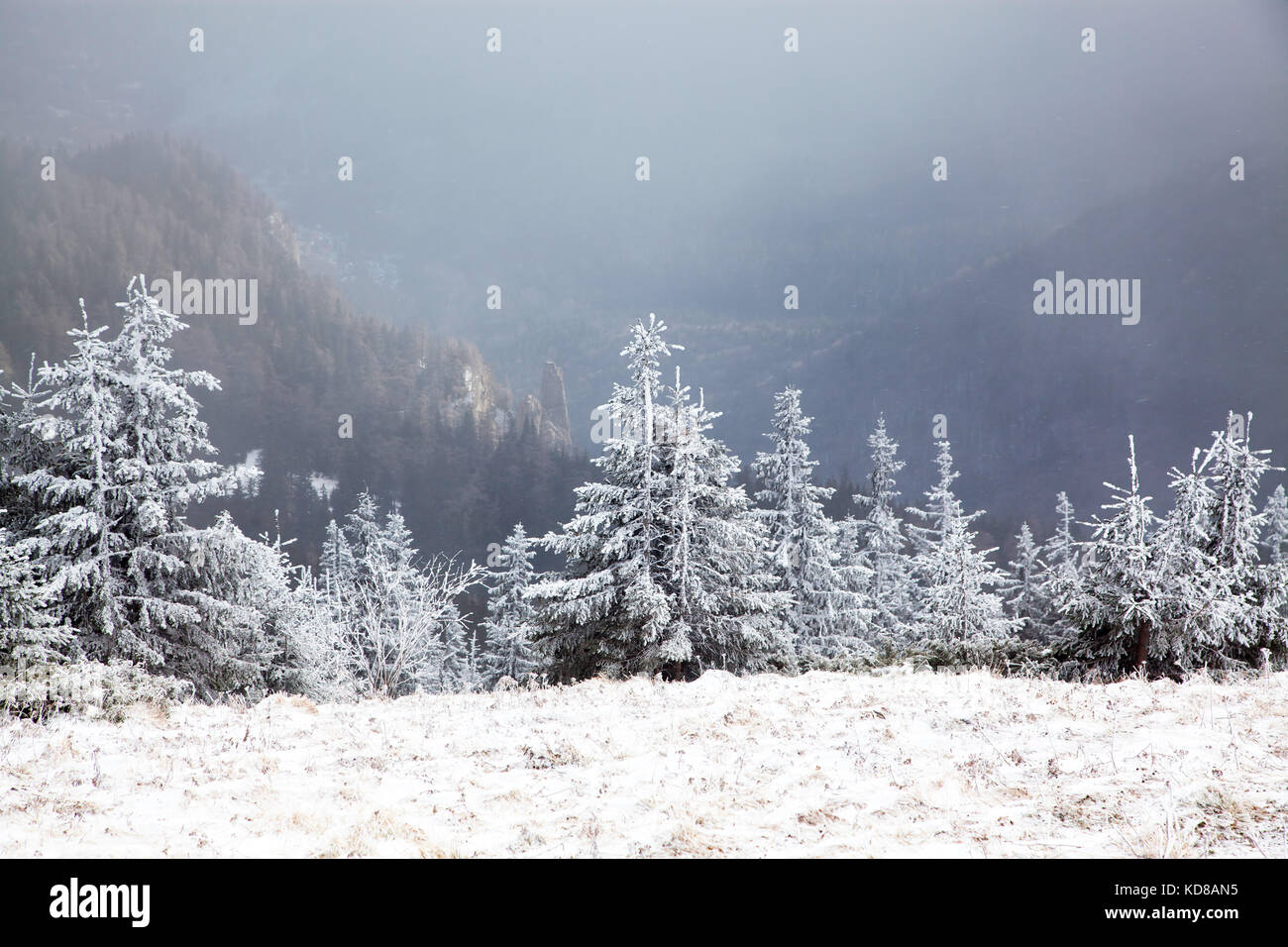 winter landscape with snowy fir trees in the mountains Stock Photo - Alamy
