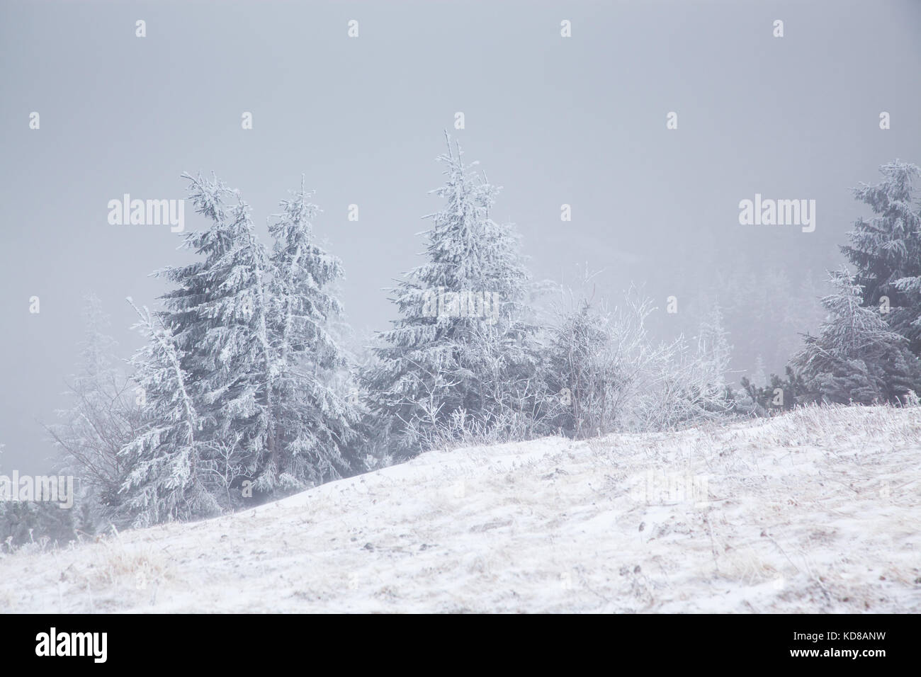 winter landscape with snowy fir trees in the mountains Stock Photo - Alamy