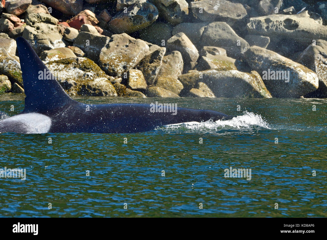 An adult killer whale (Orcinus orca); swimming close to shore on Vancouver Island B.C. Stock Photo