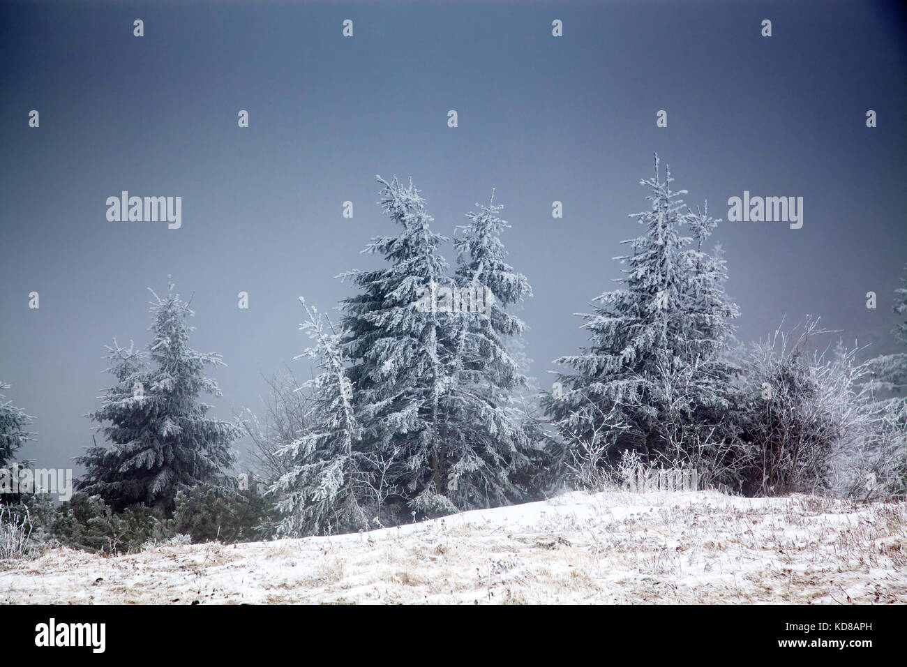 winter landscape with snowy fir trees in the mountains Stock Photo - Alamy