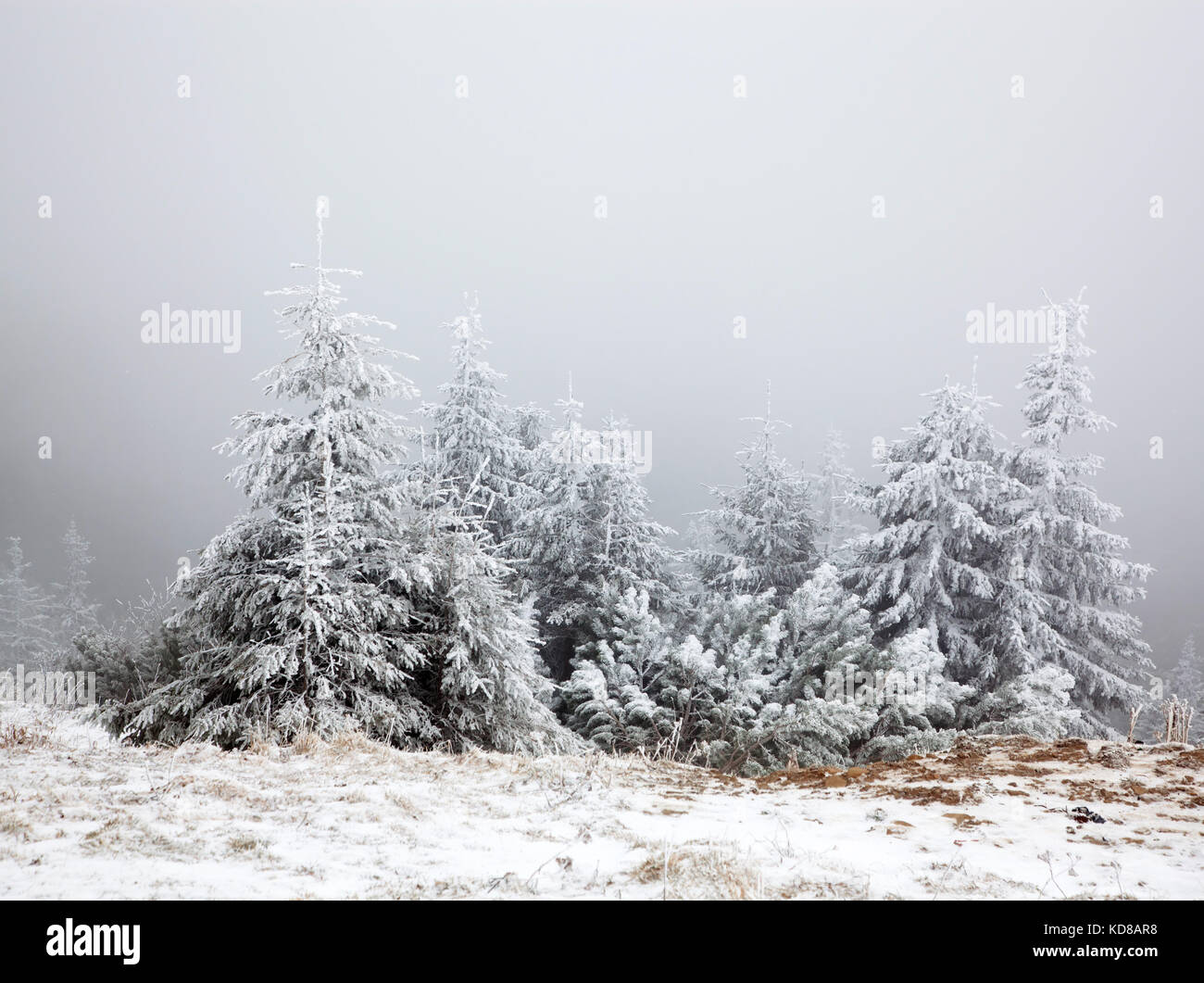 winter landscape with snowy fir trees in the mountains Stock Photo - Alamy
