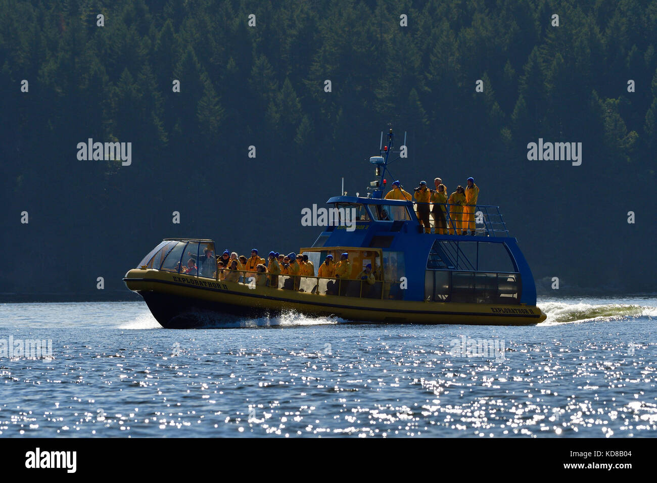 A whale watching boat full of anxious tourists speeding to the spot where a pod of wild Orcas were seen near the shore on Vancouver Island British Col Stock Photo