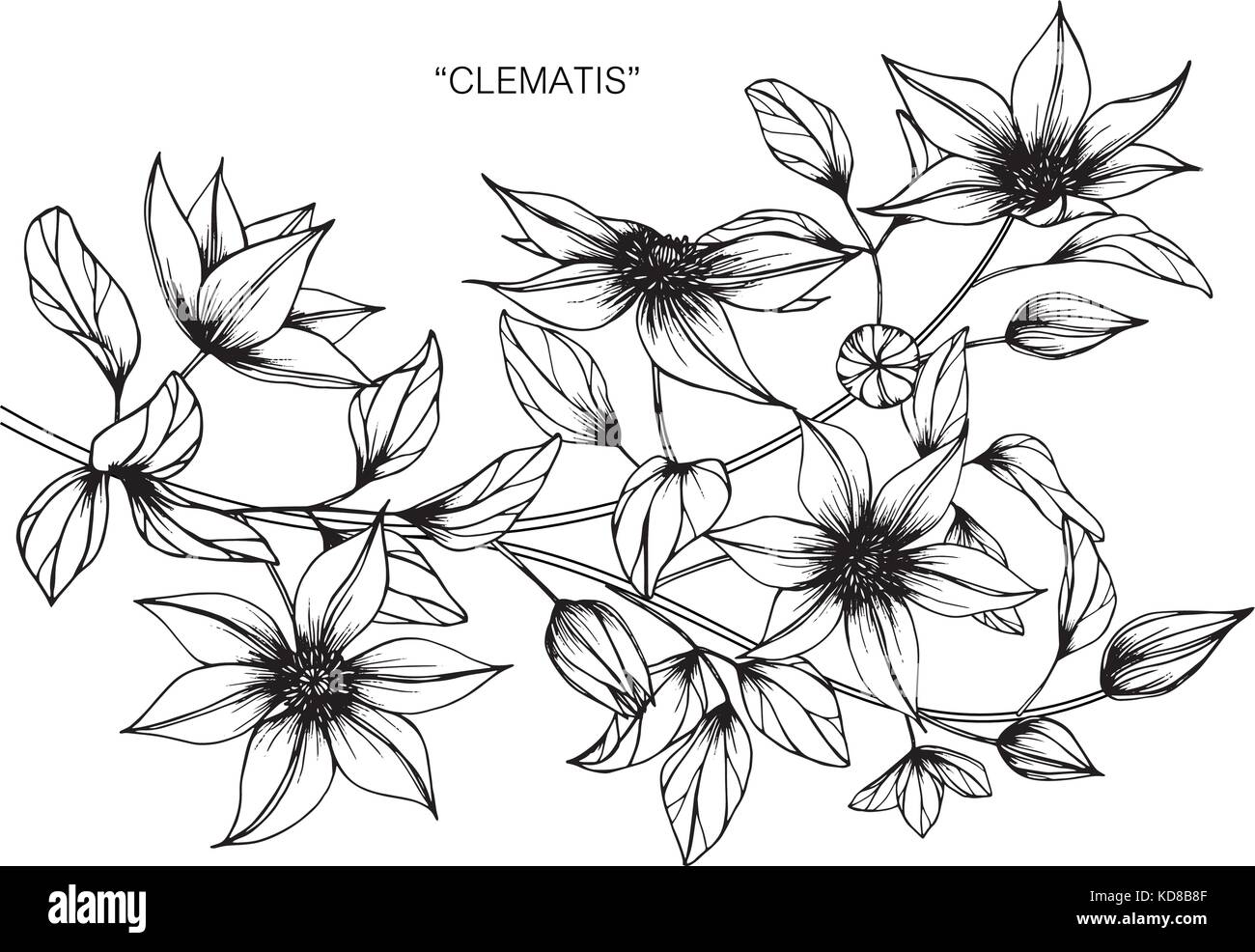 Clematis flower drawing  illustration. Black and white with line art. Stock Vector