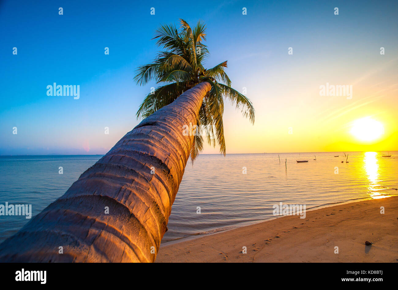 Low angle view of a leaning palm tree on beach, Batam Island, Riau Islands, Indonesia Stock Photo