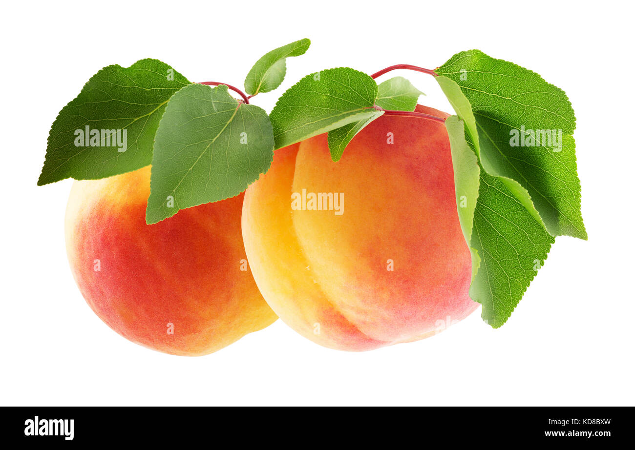 apricots isolated on a white background Stock Photo - Alamy