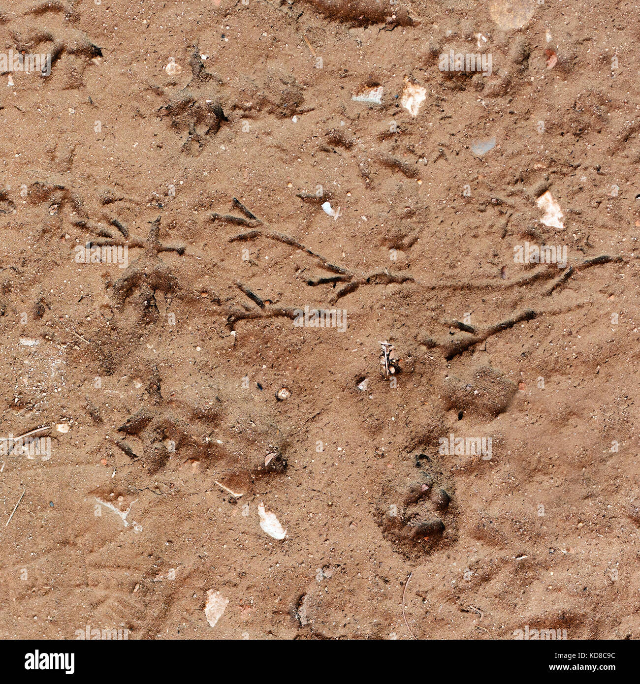 Animal footprints dirt hi-res stock photography and images - Alamy