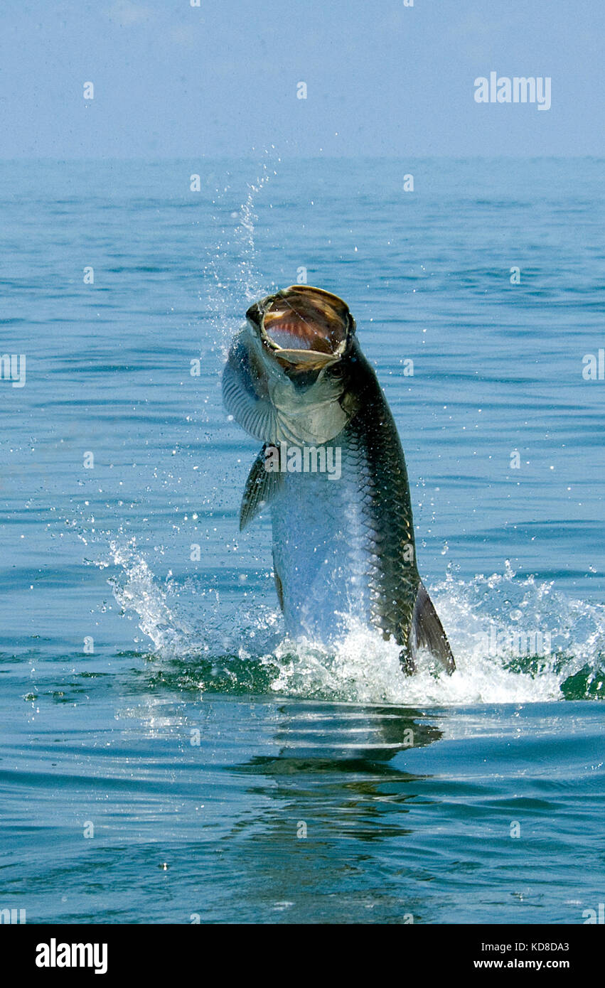 A jumping tarpon caught while fly fishing the Florida Keys near