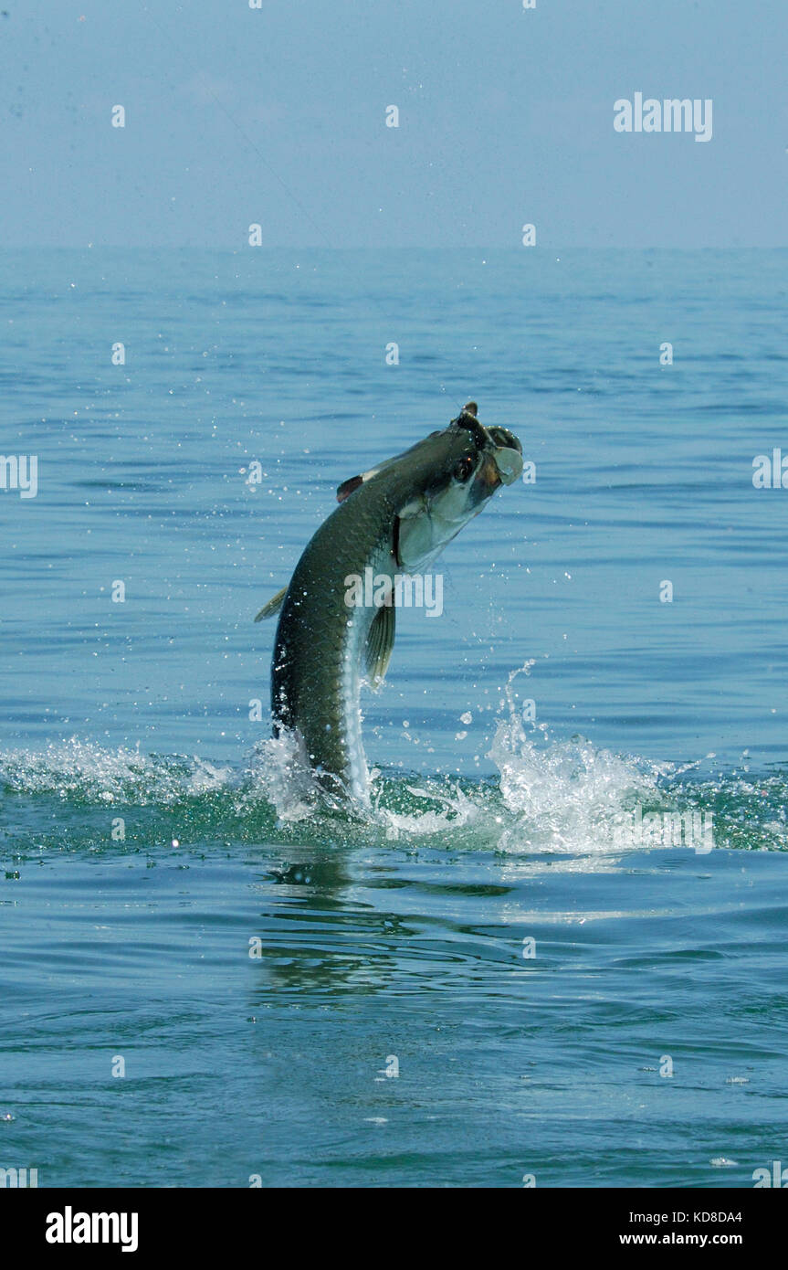 A jumping tarpon caught while fly fishing the Florida Keys near