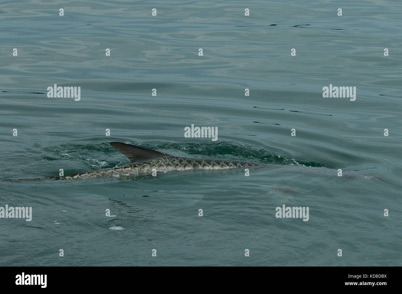 Tarpon rolling on the surface while fly fishing in the Florida Keys