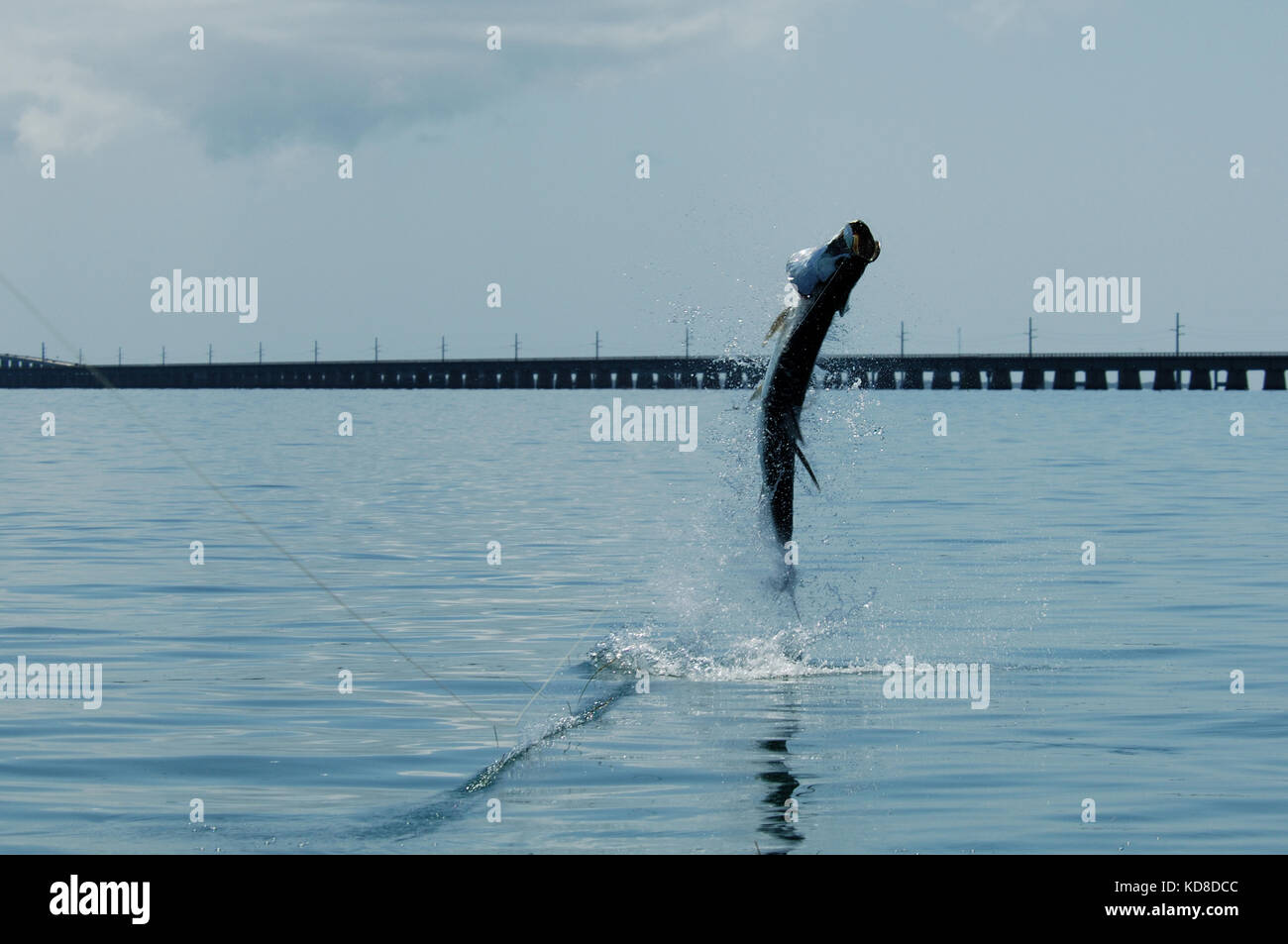 A jumping tarpon caught while fly fishing the Florida Keys near