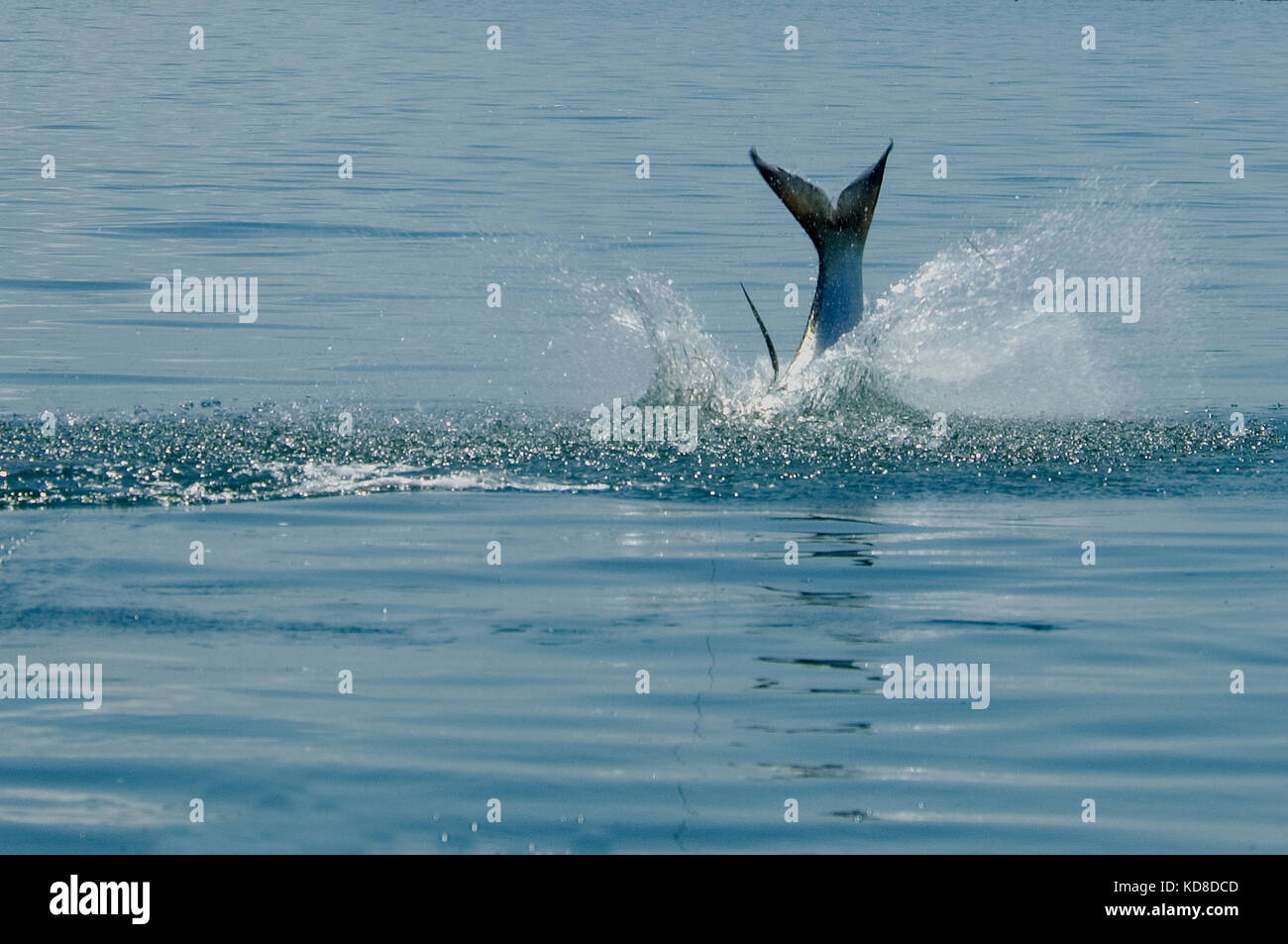 A jumping tarpon caught while fly fishing the Florida Keys near