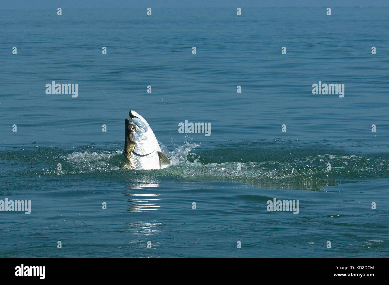 A jumping tarpon caught while fly fishing the Florida Keys near