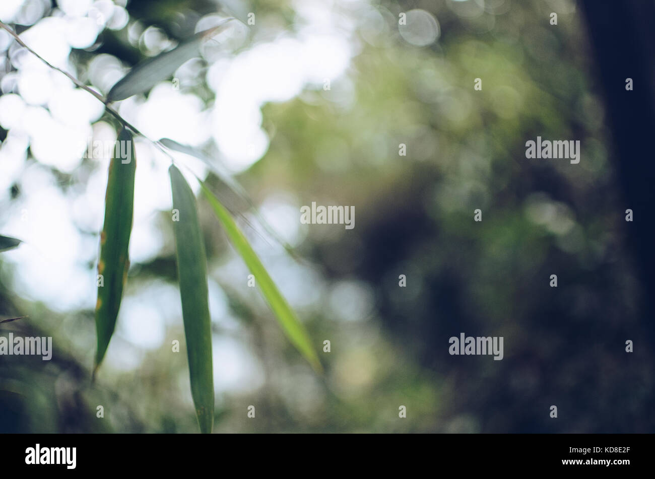 Natural oxygen producer hires stock photography and images Alamy