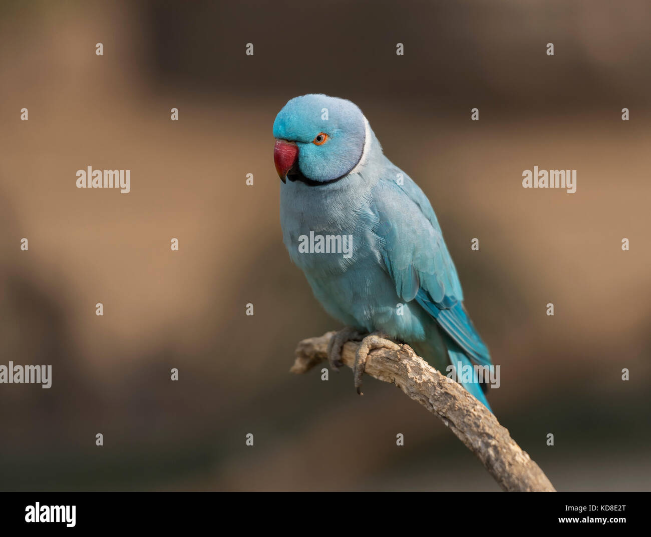A beautiful Indian blue ring-necked parrot sitting on a perch. Stock Photo