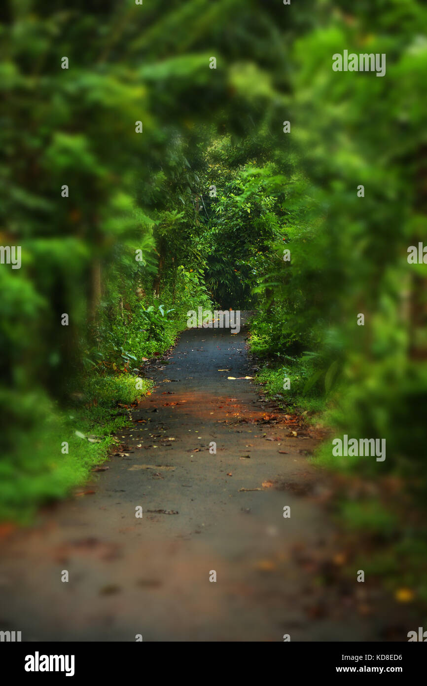 Walkway Lane Path With Green Trees in Forest. Beautiful Pathway Way Through  Dark Forest Stock Photo - Alamy