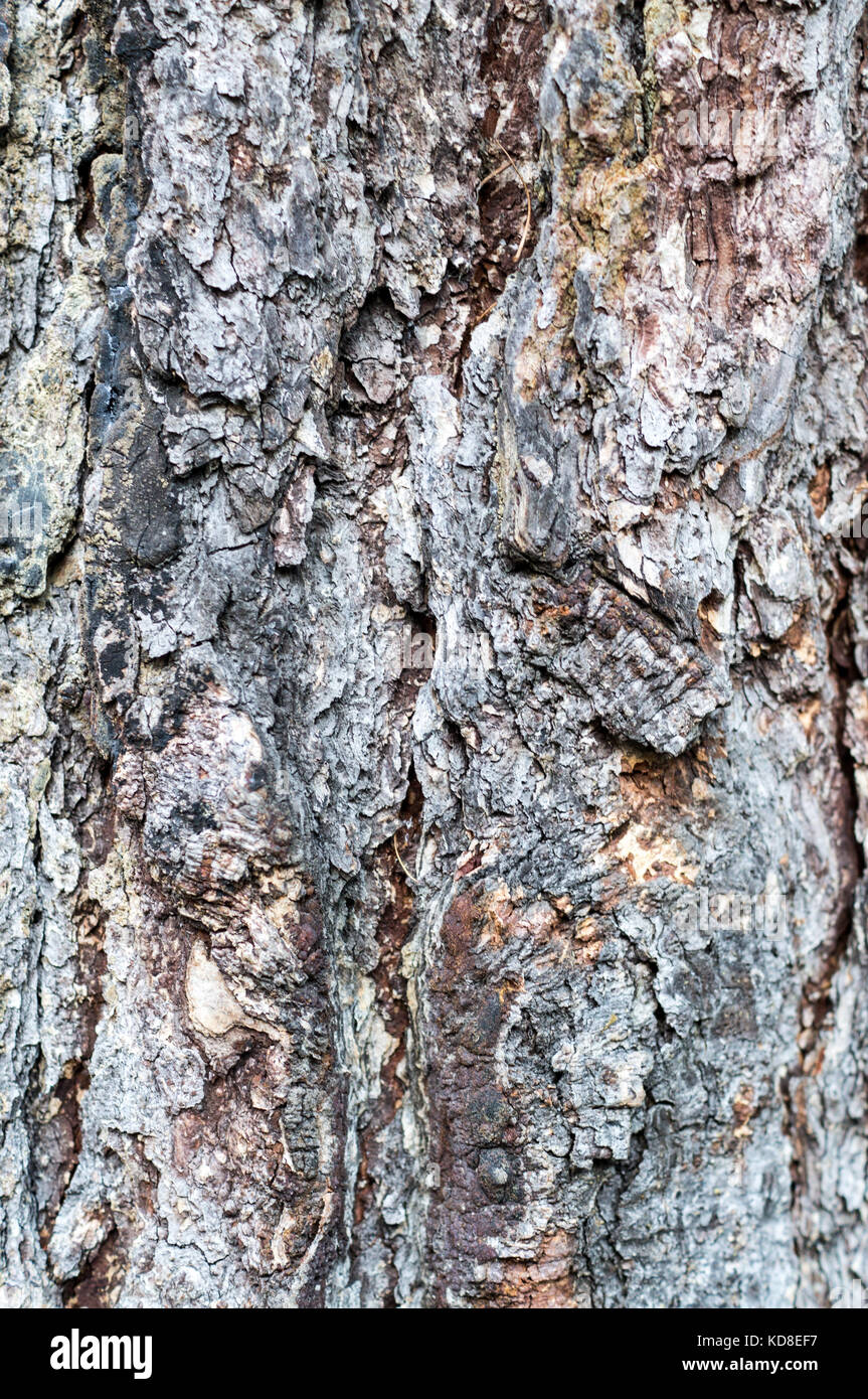 gray tree bark texture of a pine trunk. closeup, texture, background ...