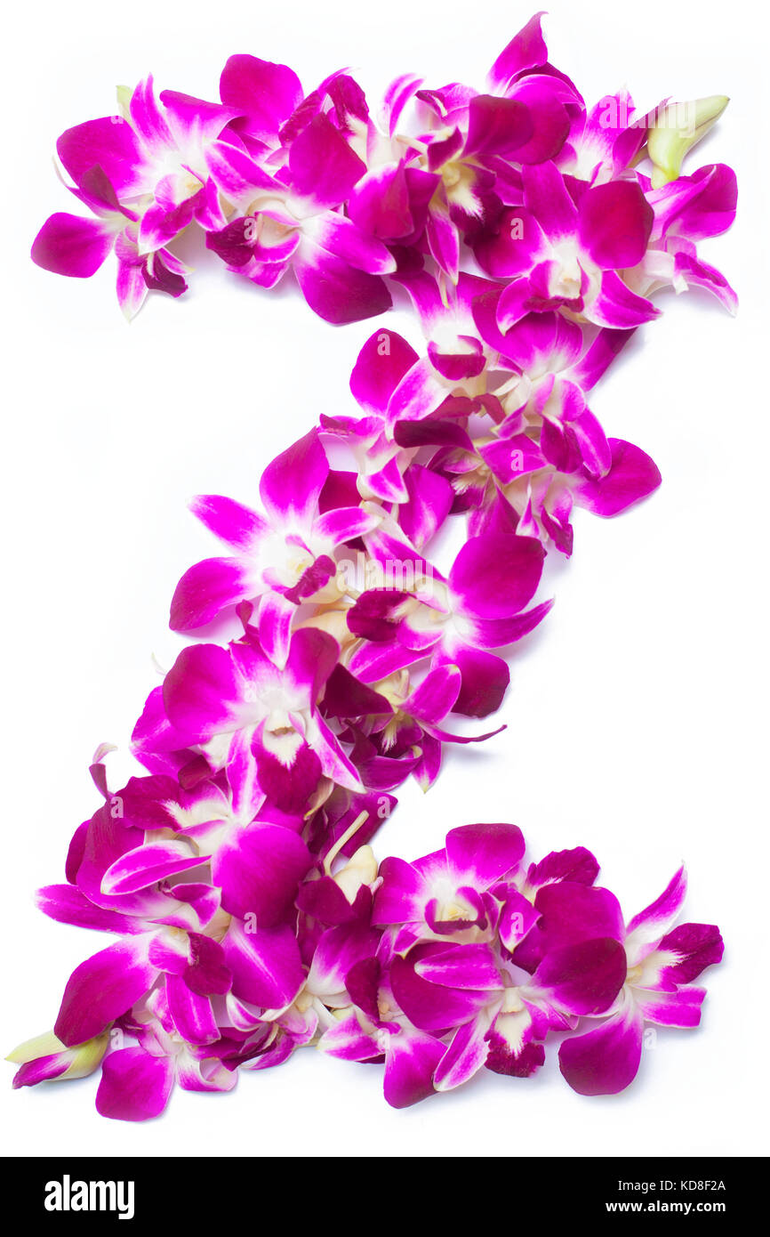 Letter z from orchid flowers isolated on white Stock Photo - Alamy