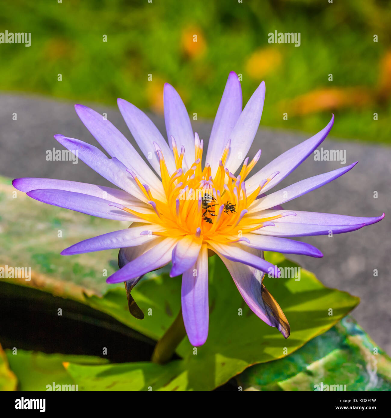 Lotus Blossom Or Water Lily Flower Blooming With Bee Stock Photo - Alamy