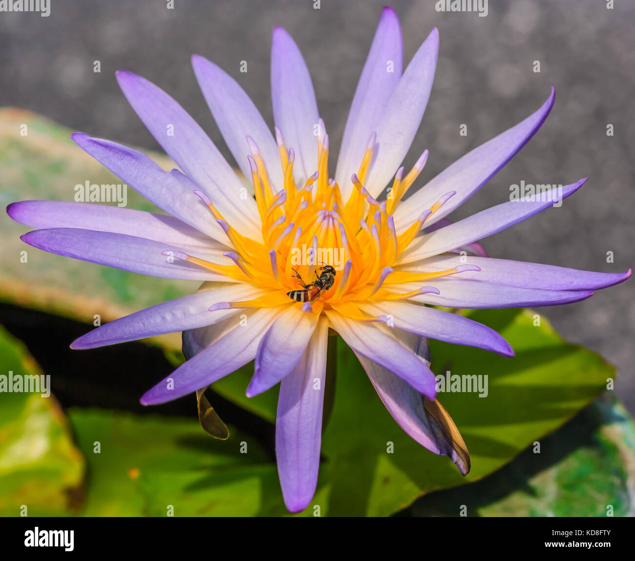 Lotus Blossom Or Water Lily Flower Blooming With Bee Stock Photo - Alamy
