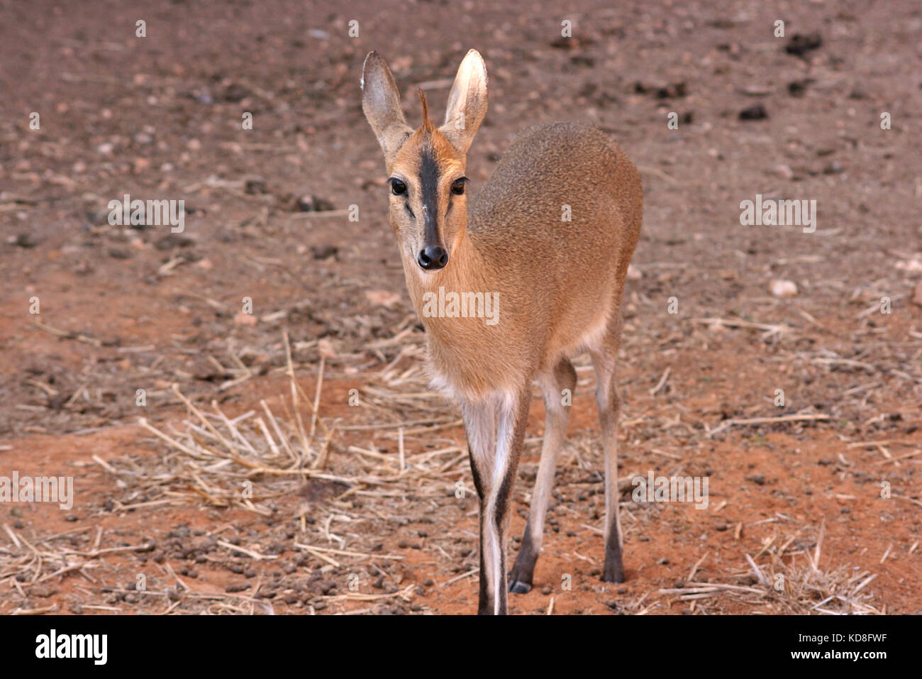 Common Duiker staring at the camera in Limpopo Province, South Africa Stock Photo