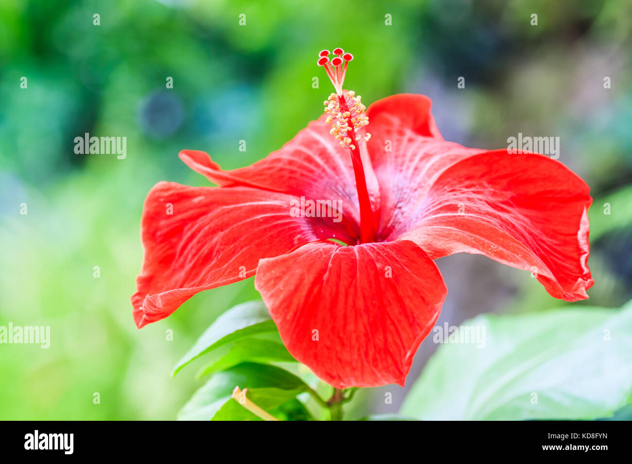 The brilliant red flower of an hibiscus glowing in the sun. Stock Photo