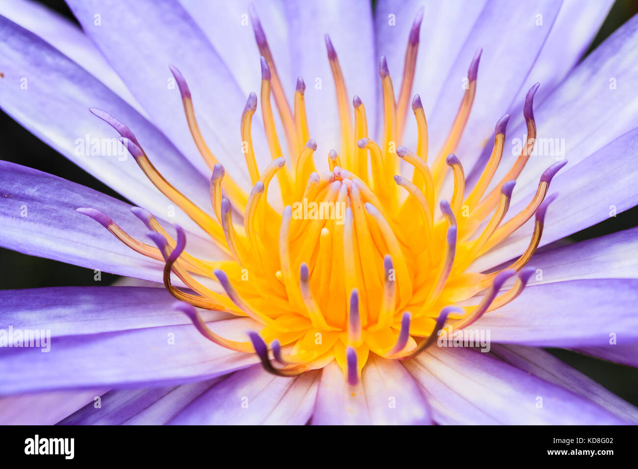 Lotus Blossom Or Water Lily Flower Blooming Stock Photo - Alamy