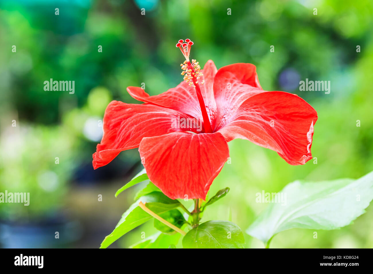The brilliant red flower of an hibiscus glowing in the sun. Stock Photo