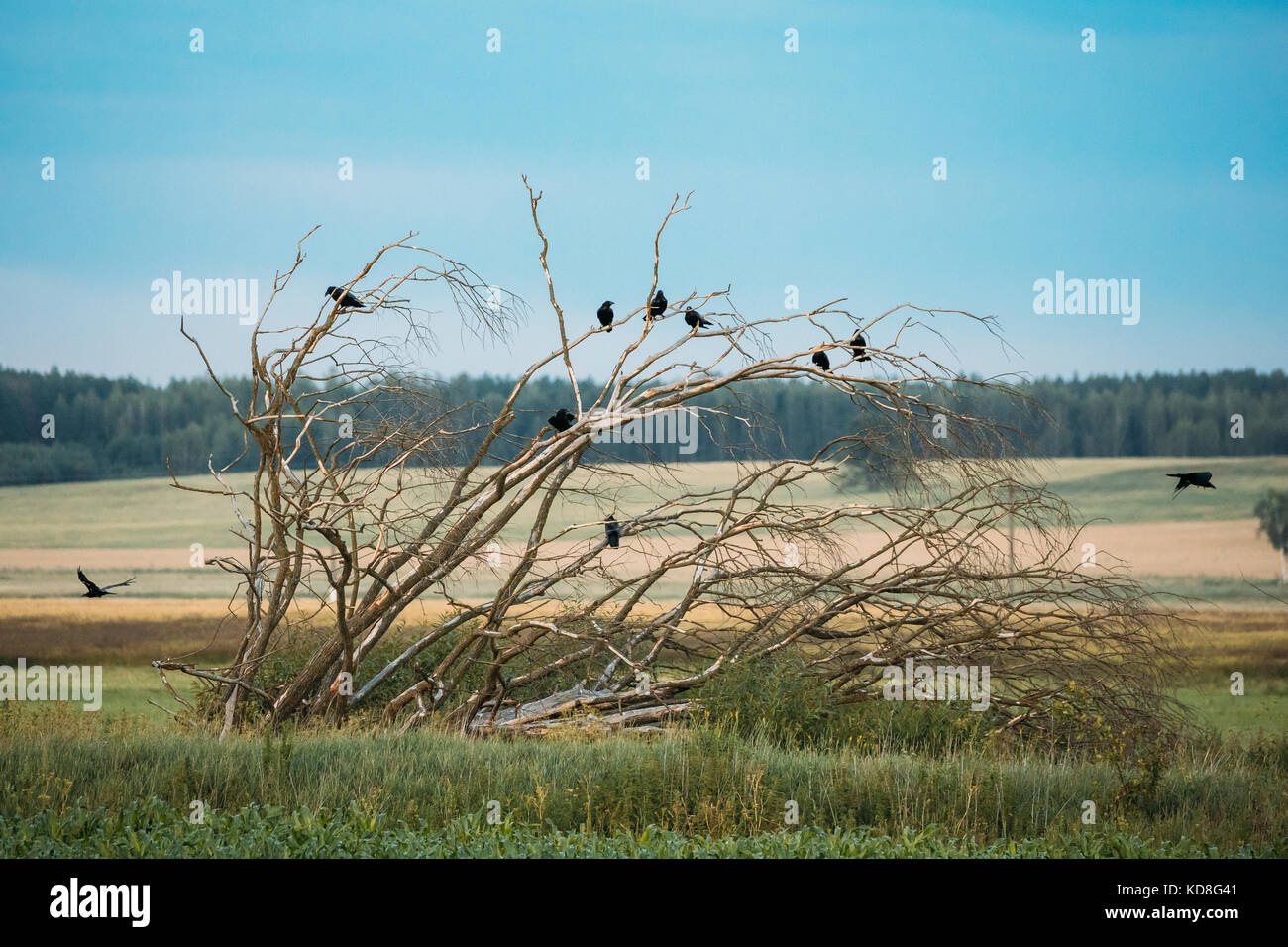 Black Сrows Wild Birds Sitting On Dry Fallen Tree In Field. Belarusian Nature. Stock Photo