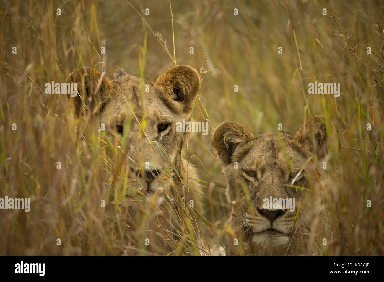 Two lions, one a male with very short mane on the left, out hunting giraffe in Botswana Stock Photo