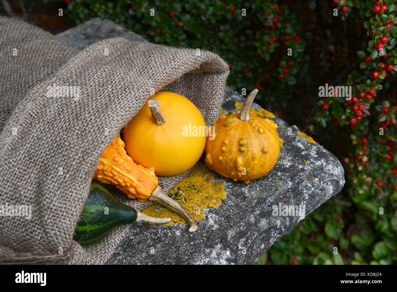 Warty ornamental gourd with jute sack of colourful squashes on a lichen-covered stone seat Stock Photo