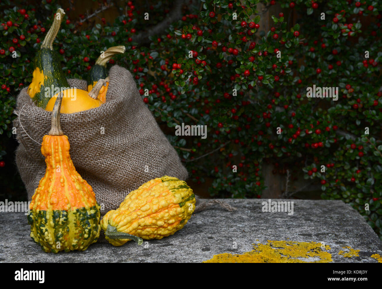 Jute sack of ornamental gourds and warty squashes with copy space on a weathered stone bench Stock Photo