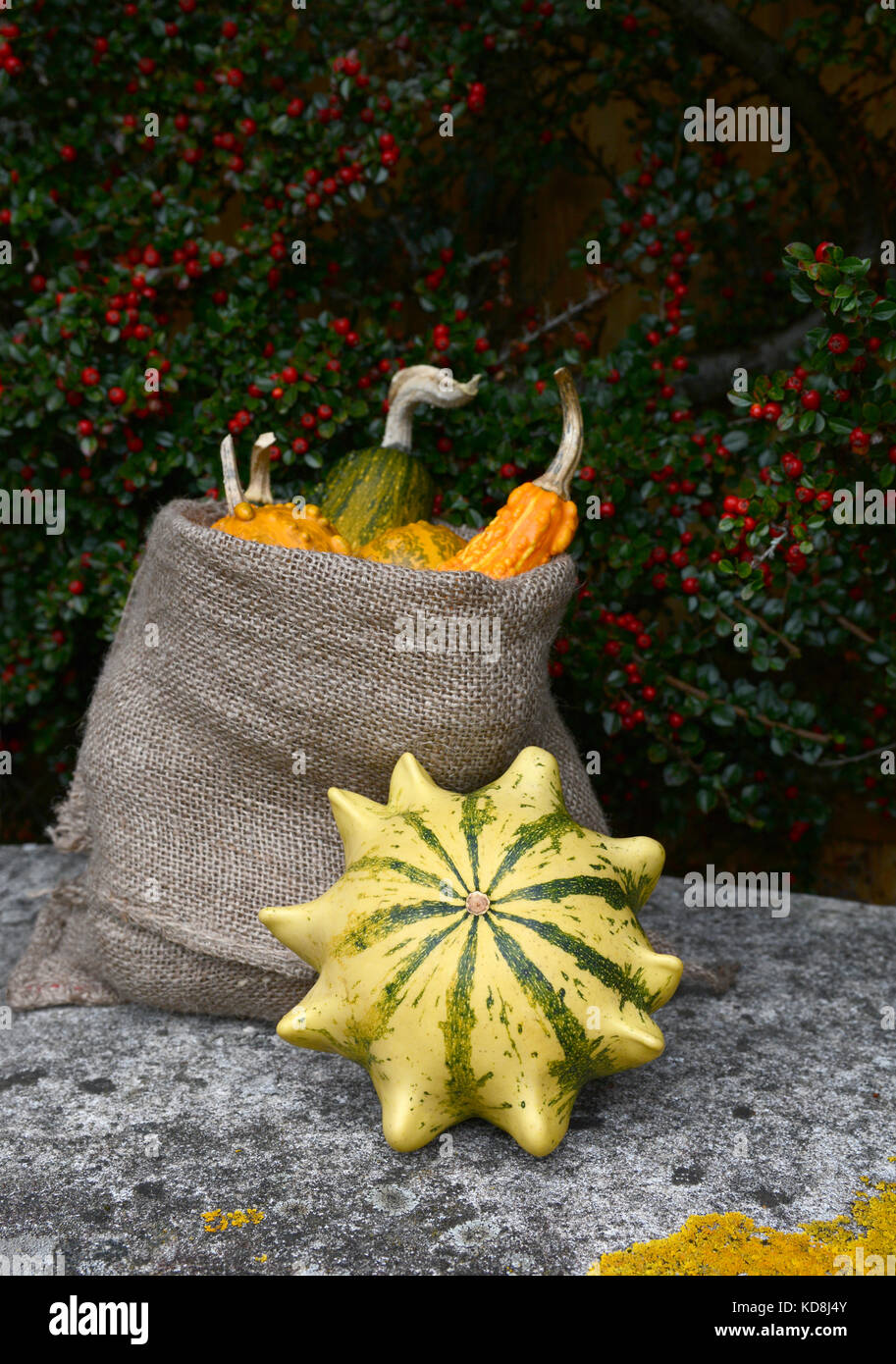 Striped Crown of Thorns gourd with full sack of ornamental squashes on a stone seat, against background of red cotoneaster berries Stock Photo