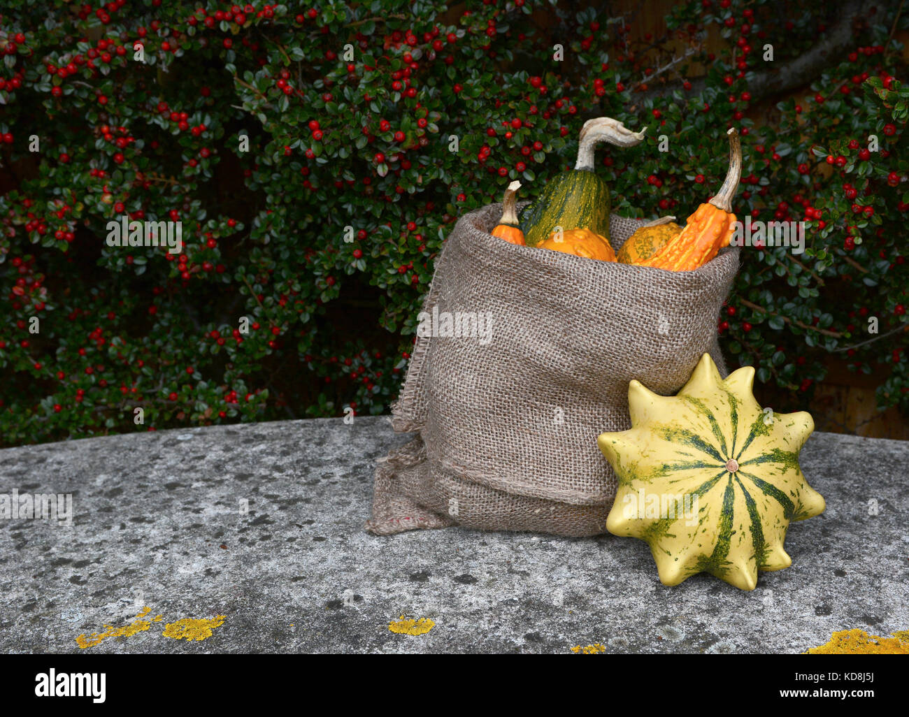 Full sack of orange and green ornamental gourds, with striped Crown of Thorns squash on stone bench with copy space Stock Photo